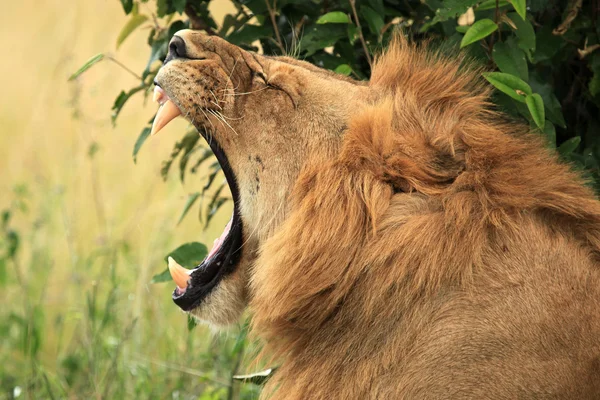 León macho - Kenia —  Fotos de Stock