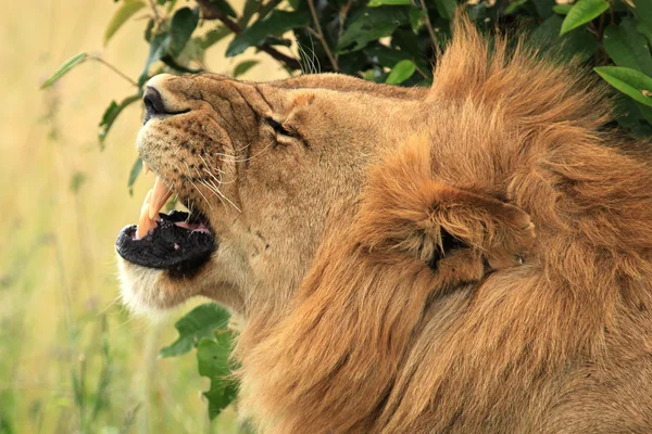 Mężczyzna lew - Kenia — Zdjęcie stockowe
