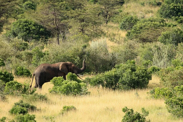 Masai mara reserve - Kenia — Stockfoto