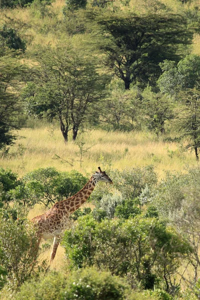 Maasai mara rezerwat - Kenia — Zdjęcie stockowe