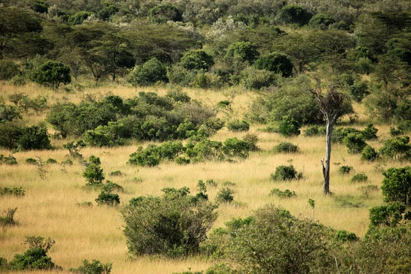 Maasai mara reservat - kenia — Stockfoto