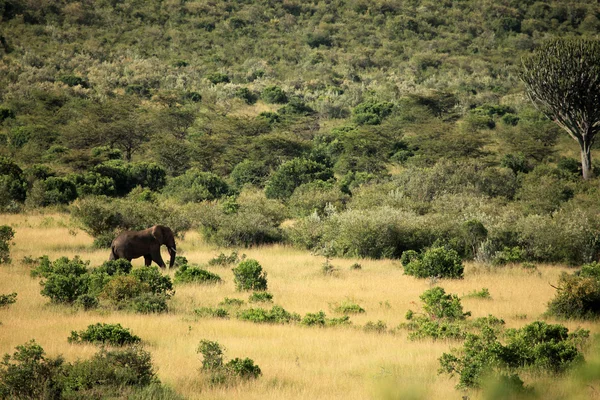 Maasai Mara Reserve - Kenya — Stock Photo, Image