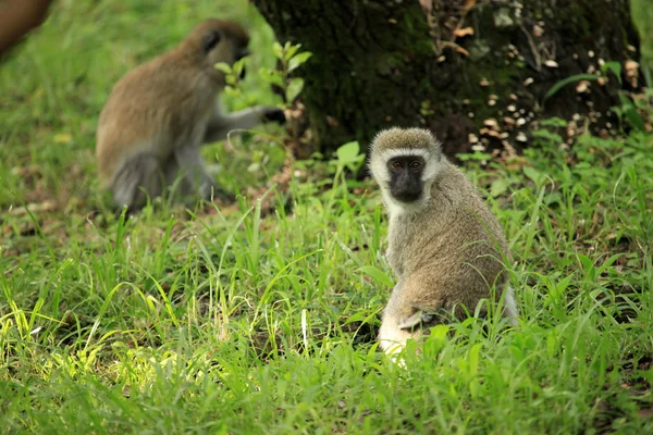버 빗 원숭이-케냐 — 스톡 사진