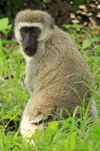 Vervet μαϊμού - Κένυα — Φωτογραφία Αρχείου