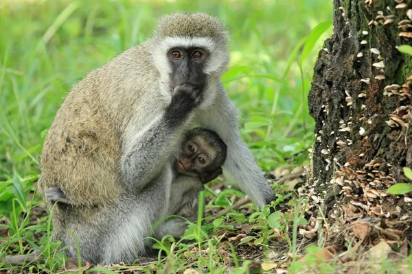 Kočkodani opice - Keňa — Stock fotografie