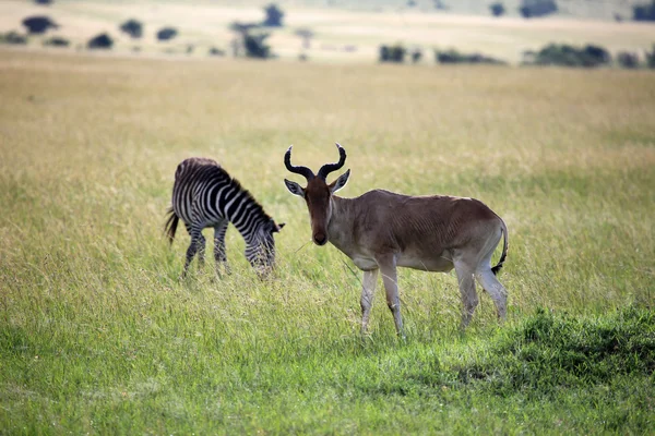 Reserva Maasai Mara - Quénia — Fotografia de Stock