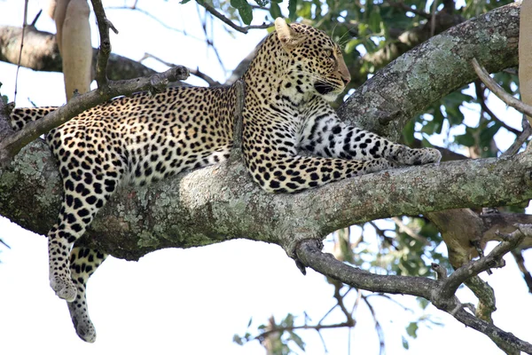Lampart w drzewo - Kenia — Zdjęcie stockowe