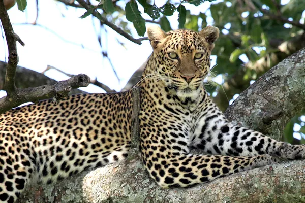 Leopardo em Árvore - Quênia — Fotografia de Stock