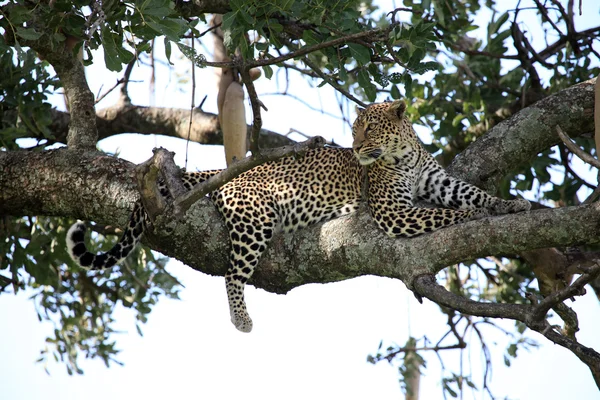 Lampart w drzewo - Kenia — Zdjęcie stockowe