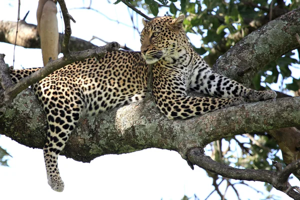 Leopard in Tree - Kenya — Stock Photo, Image