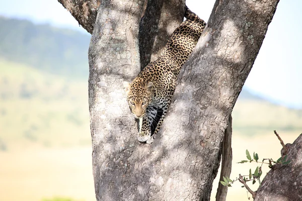 Leopardo em Árvore - Quênia — Fotografia de Stock