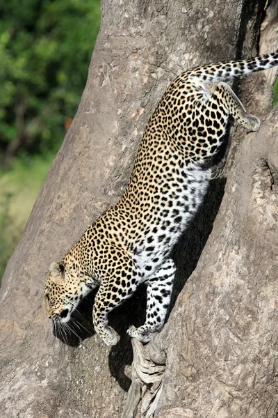 Леопард в дерево - Кенія — стокове фото