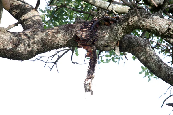 豹子在树-肯尼亚 — 图库照片