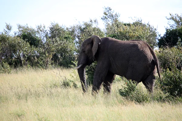 Слон - заповідника Масаї Мара - Кенія — стокове фото