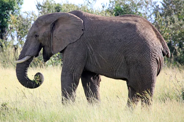 Slon - rezervace maasai mara - Keňa — Stock fotografie