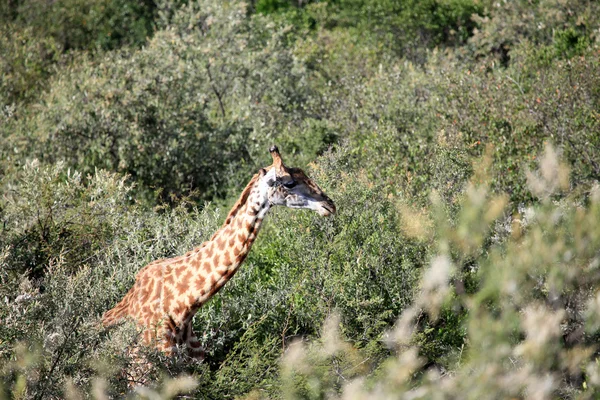 Żyrafa - maasai mara rezerwat - Kenia — Zdjęcie stockowe