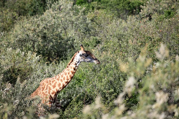Жираф - Масаи Мара заповедник - Кения — стоковое фото