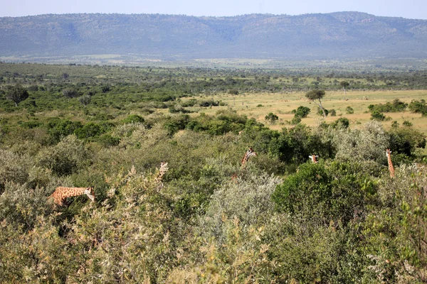 Жираф - Масаи Мара заповедник - Кения — стоковое фото