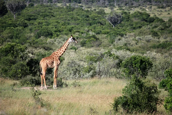 Žirafa - rezervace maasai mara - Keňa — Stock fotografie