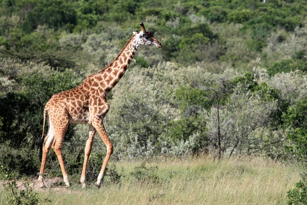 Zürafa - Masai mara yedek - kenya — Stok fotoğraf