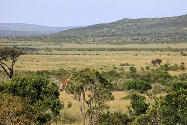 Καμηλοπάρδαλη - Μασάι Μάρα αποθεματικό - Κένυα — Φωτογραφία Αρχείου
