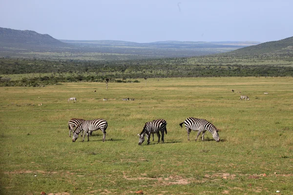 Zèbre - Kenya — Photo