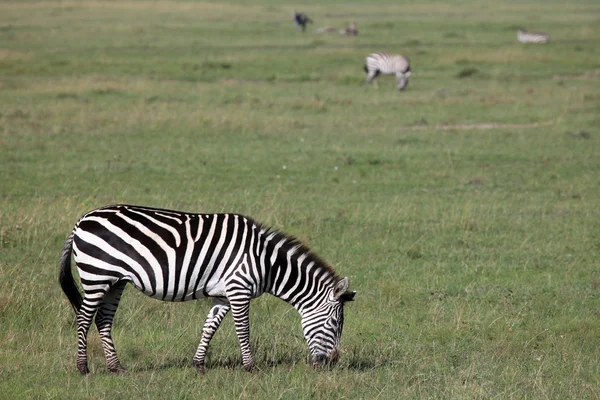 Zebra - Keňa — Stock fotografie
