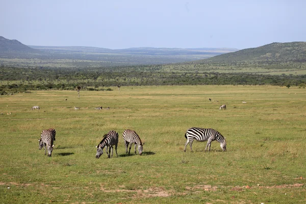 斑马-肯尼亚 — 图库照片