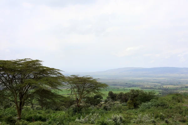 Maasai 마라 예비-케냐 — 스톡 사진