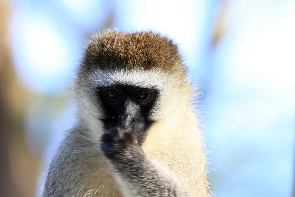 Vervet Monkey - природный заповедник озера Нуэбу - Кения — стоковое фото
