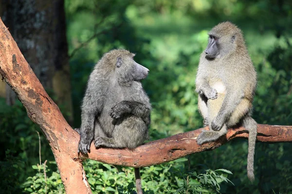 원숭이-케냐 — 스톡 사진