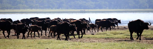 Manada de Buffalo - Quénia — Fotografia de Stock