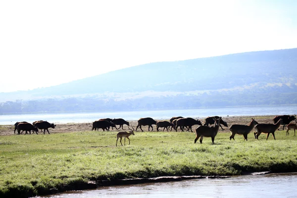 Buvolí stádo - Keňa — Stock fotografie
