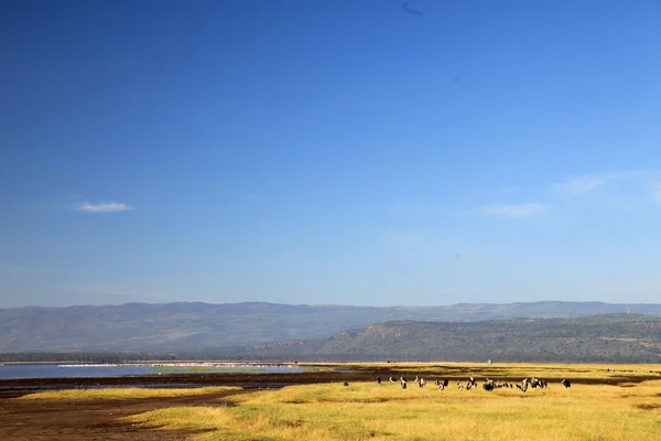 लेक नानुरू निसर्ग रिझर्व्ह केनिया — स्टॉक फोटो, इमेज