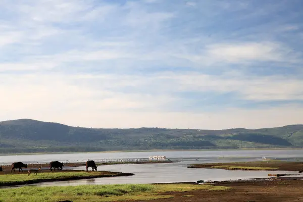 Lake nukuru natuurreservaat - Kenia — Stockfoto