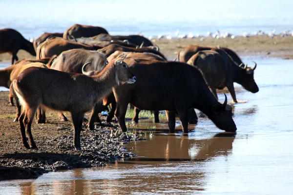 Buffalo Herd - Kenya — Stock Photo, Image