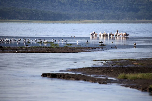 Sjön nukuru naturreservat - kenya — Stockfoto