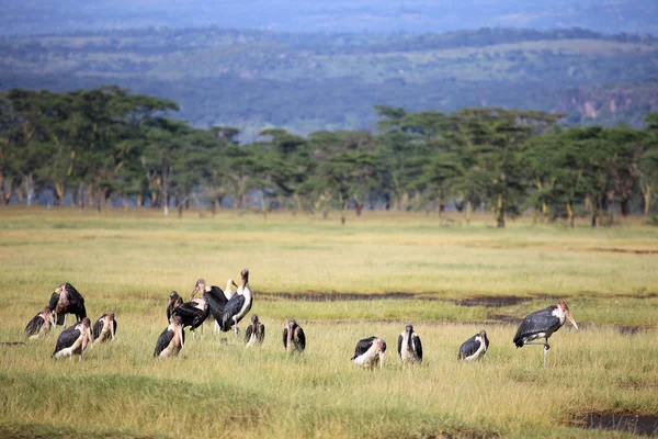 Maribou Stork - Kenya — Stockfoto