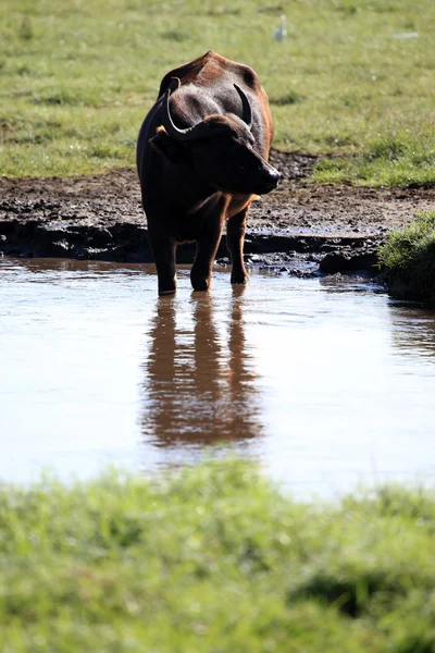 Bufalo sürüsü - kenya — Stok fotoğraf