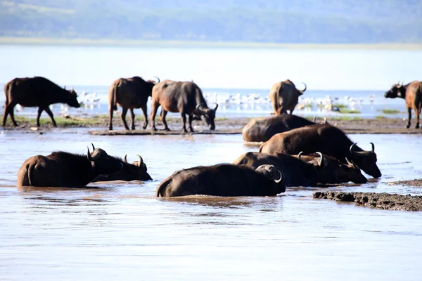 Buffalo kudde - Kenia — Stockfoto