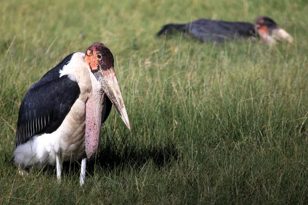 Maribou Stork - Quénia — Fotografia de Stock