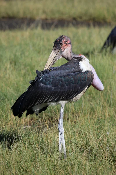 Maribou Stork - Quénia — Fotografia de Stock