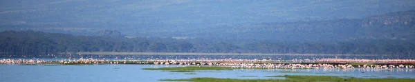 Sjön nukuru naturreservat - kenya — Stockfoto