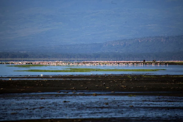เขตอนุรักษ์ธรรมชาติทะเลสาบนาคุรุ เคนย่า — ภาพถ่ายสต็อก