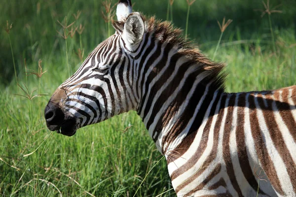 Zebra - Kenia — Zdjęcie stockowe