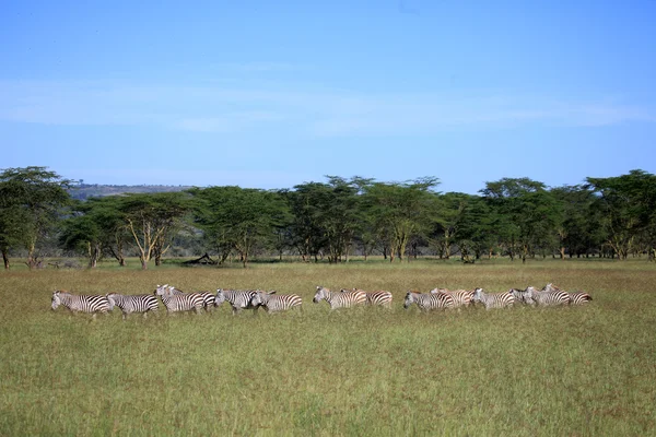 Ζέβρα - Κένυα — Φωτογραφία Αρχείου
