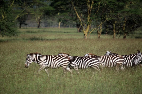 Zebra - Kenya — Stockfoto