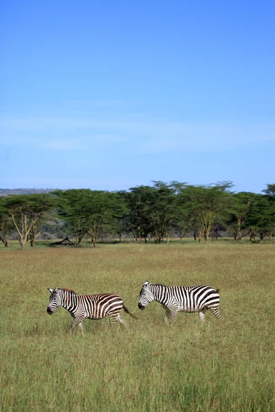 Zèbre - Kenya — Photo