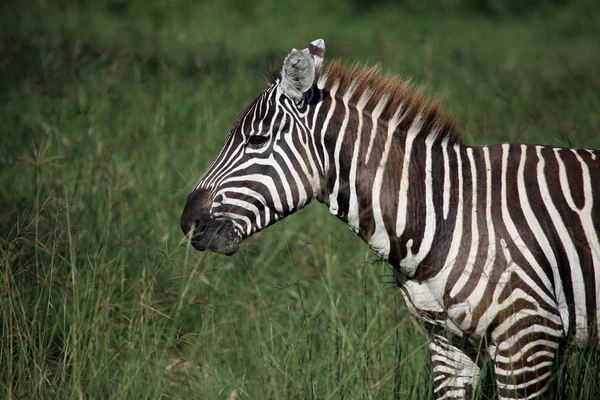 Cebra - Kenia — Foto de Stock