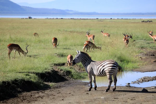 Zebra - Kenya — Stock Fotó